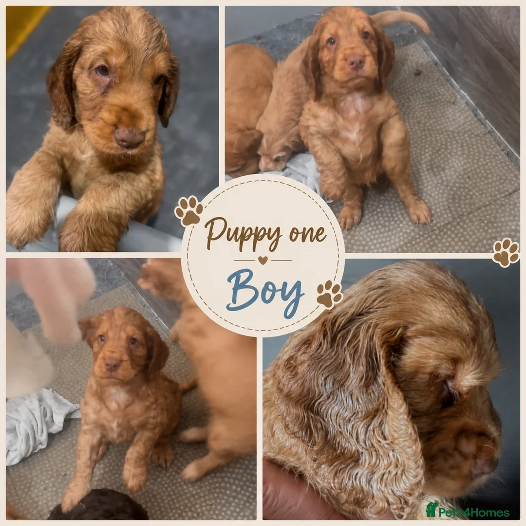 Cocker Spaniel dogs for sale: Full pedigree long silky show cocker spaniels  - Advert 2