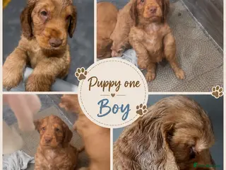 Cocker Spaniel dogs Full pedigree beautiful show cocker spaniels - Advert 6