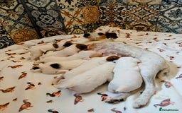 Jack Russell dogs for sale: Tremendous JRT puppies  - Image 19