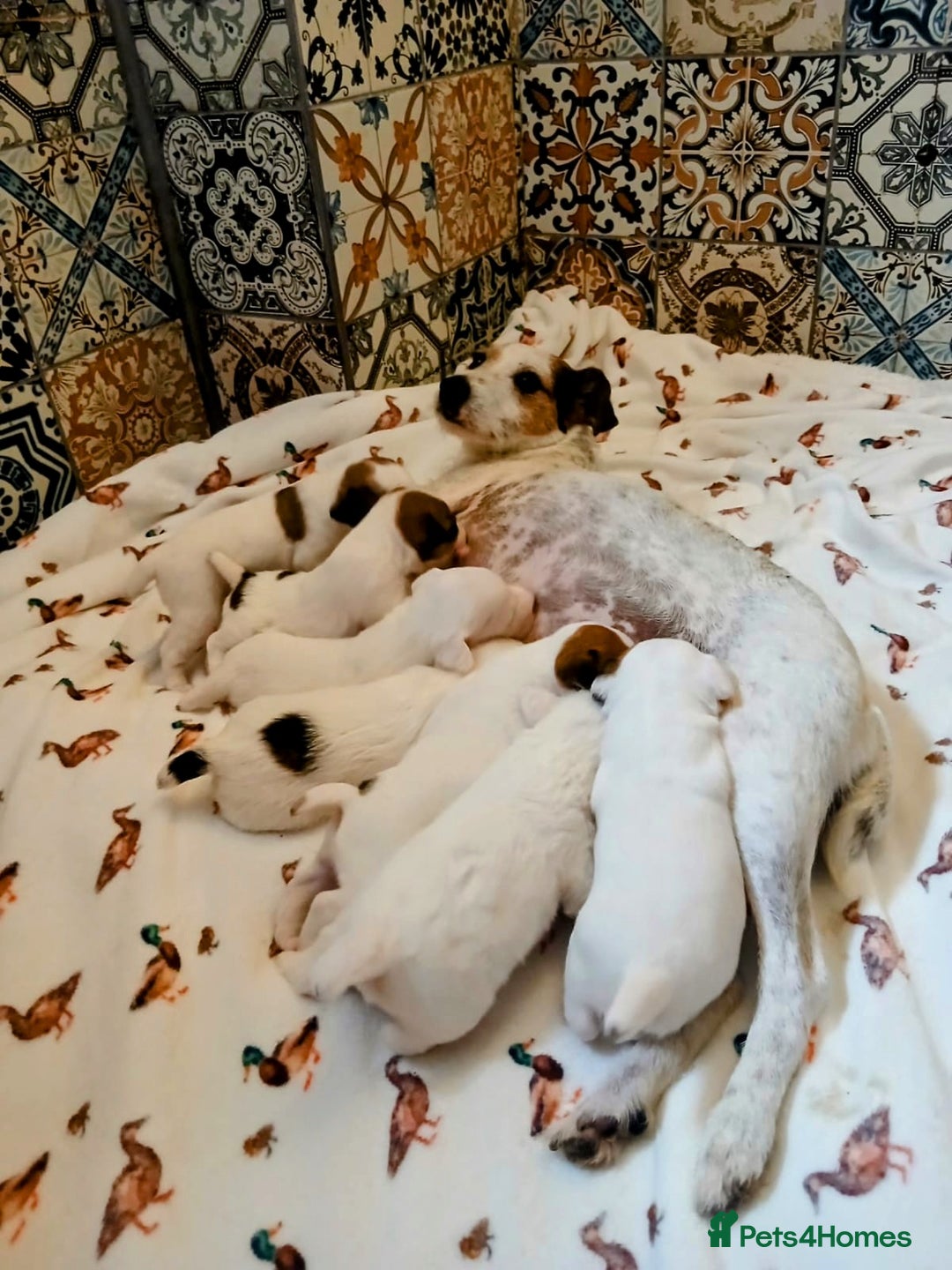 Jack Russell dogs for sale: Tremendous JRT puppies  - Image 19