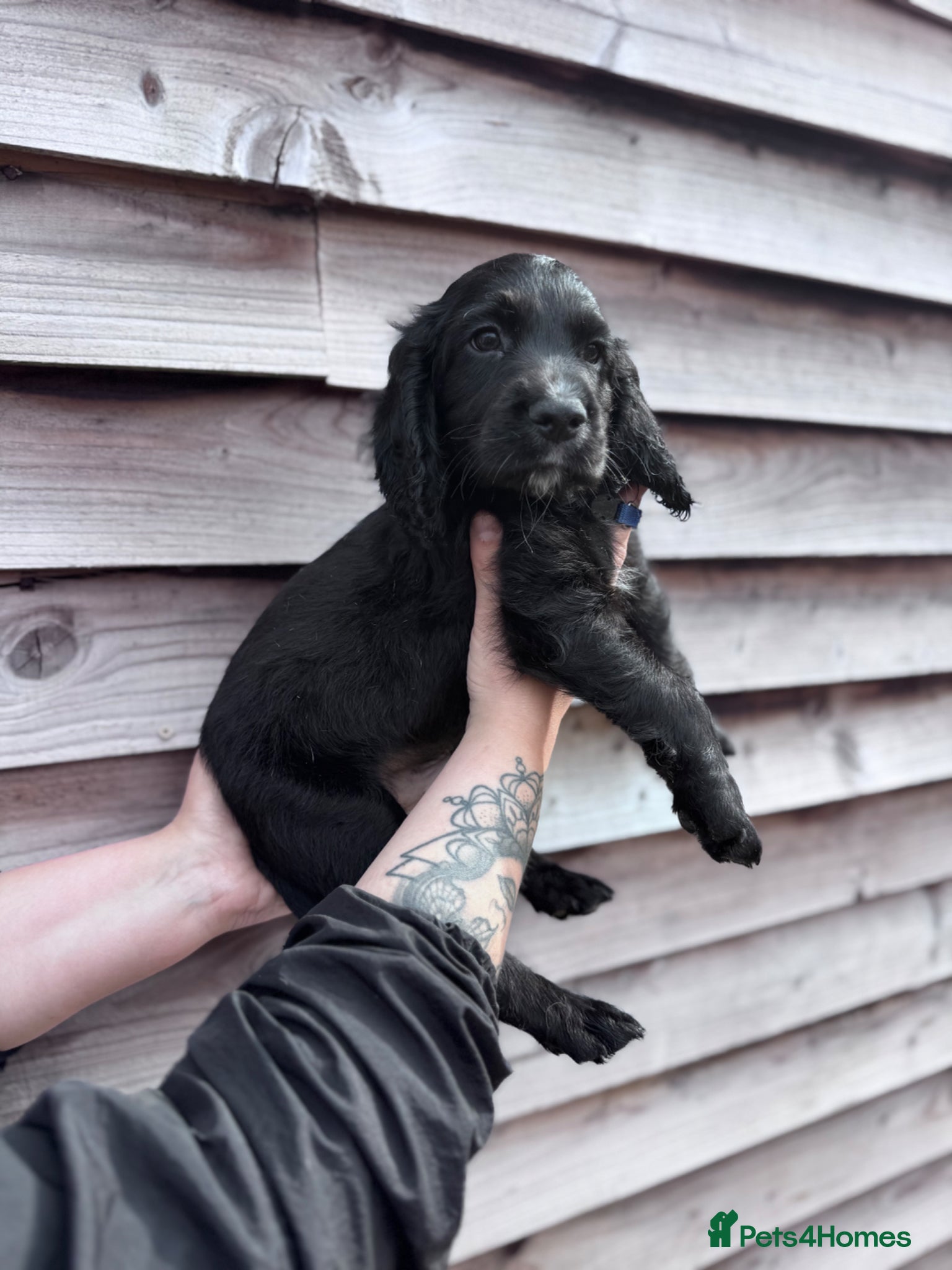 Cocker Spaniel dogs READY NOW Kc working cocker spaniels  - Advert 7