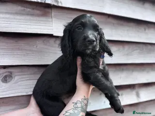 Cocker Spaniel dogs READY NOW Kc working cocker spaniels - Advert 7