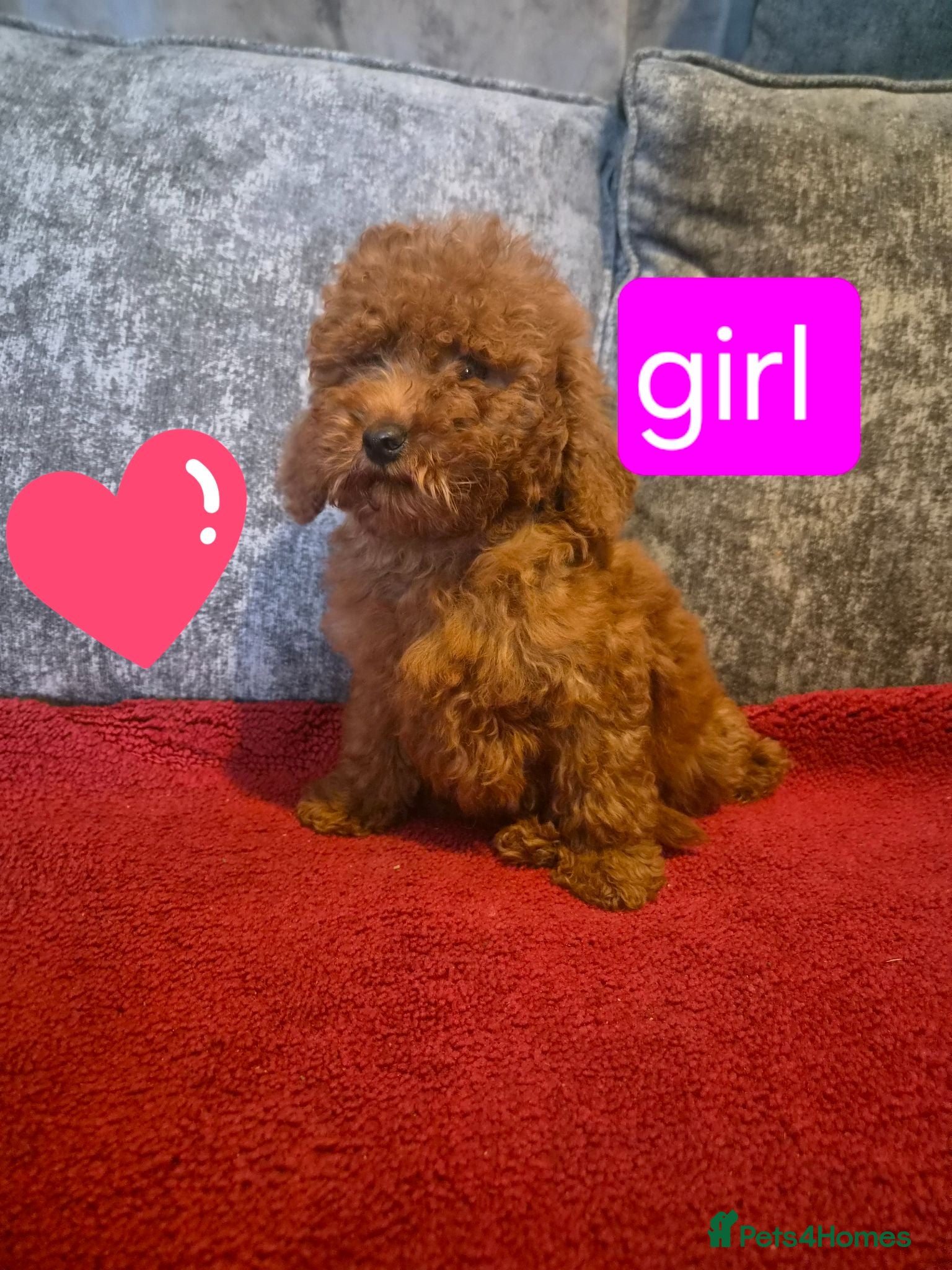 Miniature Poodle dogs Miniature Poodle  - Advert 13