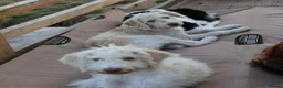 Labradoodle dogs for sale: 🌈 Stunning Standard, parti F1b Labradoodles, 🌈  - Advert 8