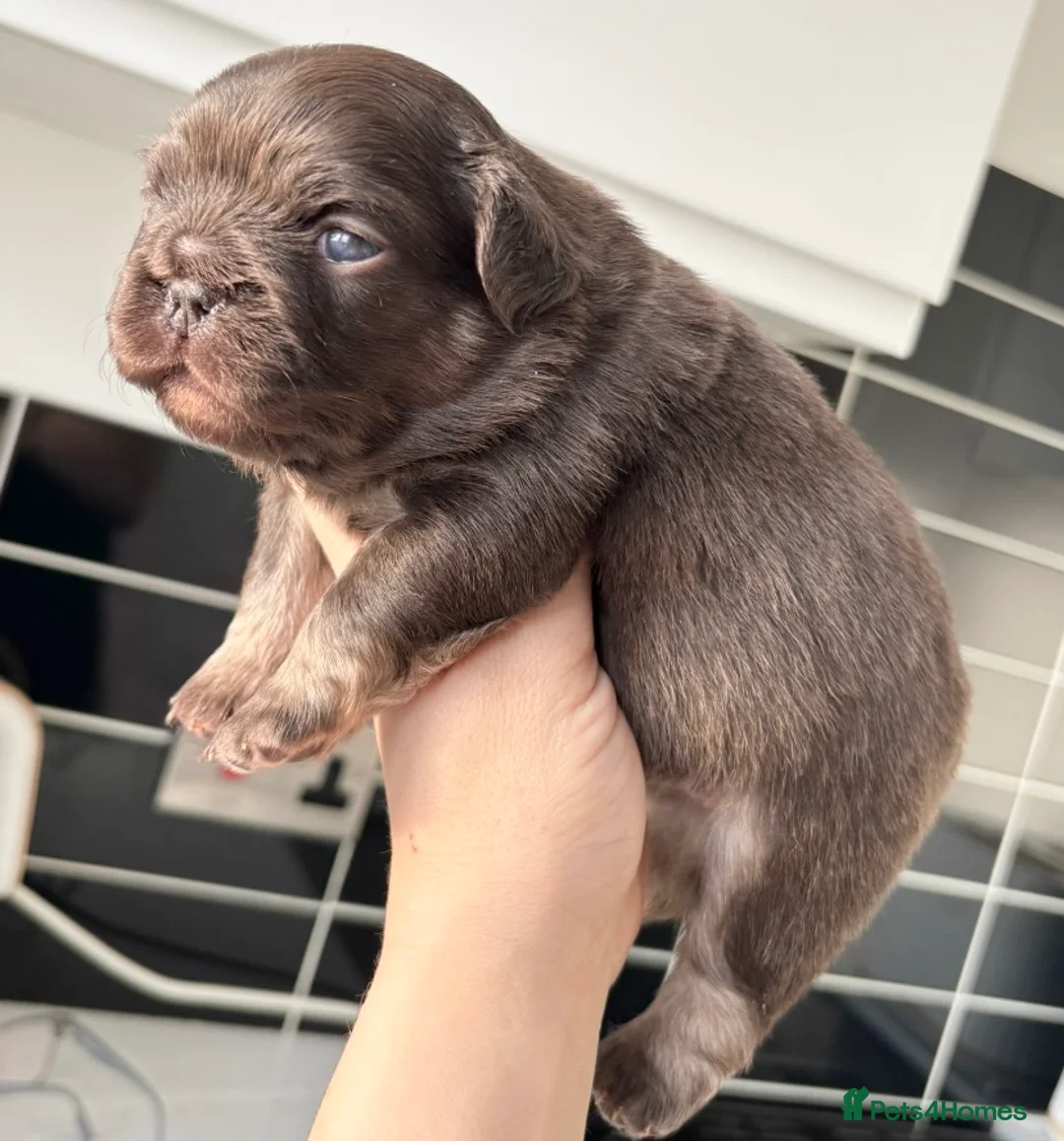 French Bulldog dogs for sale: FLUFFY FRENCH BULLDOG & FLUFFY CARRIER PUPPIES  - Advert 4