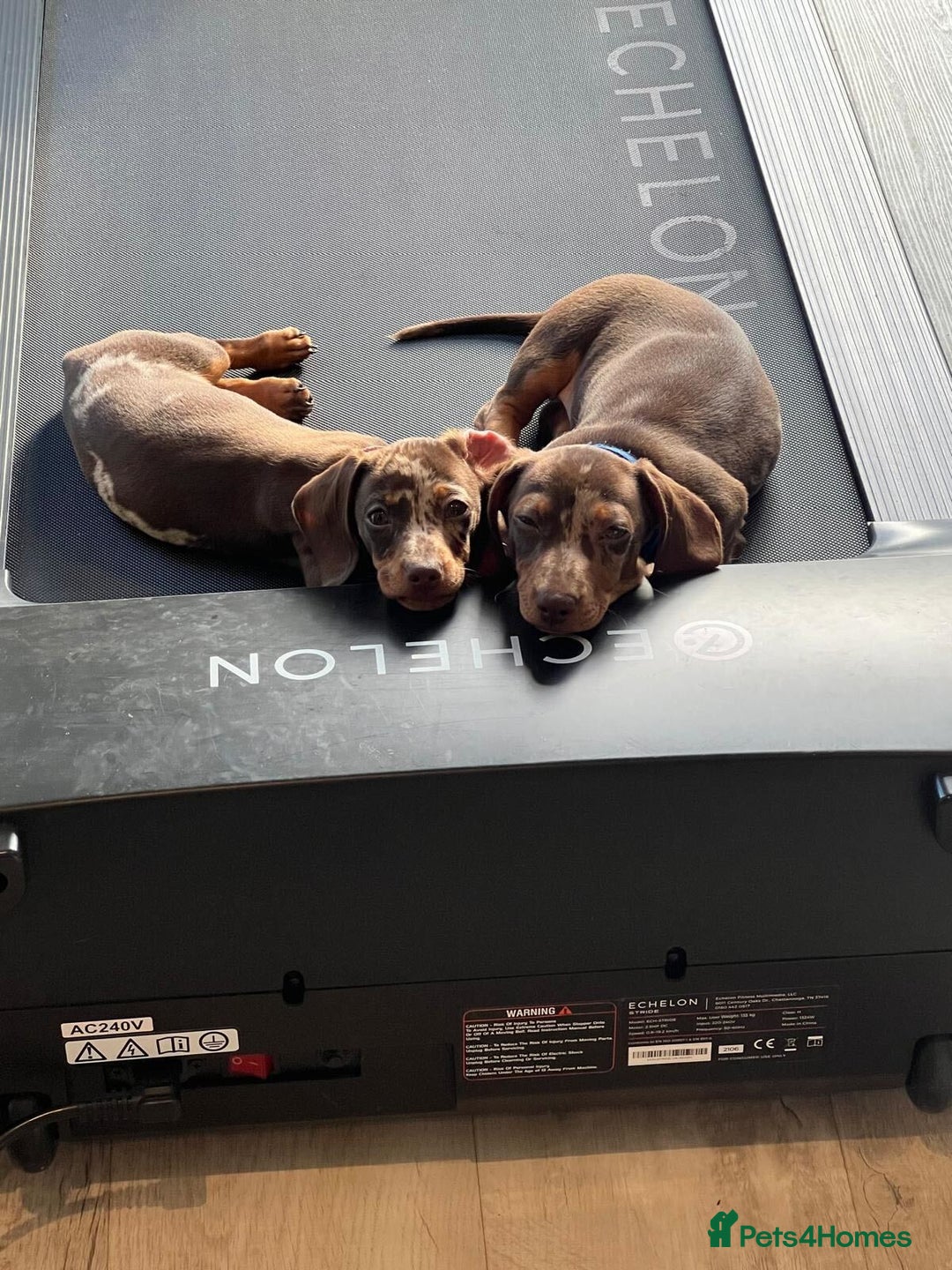 Miniature Dachshund dogs for sale: 💛 Loving Dapple Miniature Dachshund Pair 💛 - Image 12