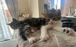 Mixed Breed cats for sale: Cute baby kittens looking for a new home - Image 5