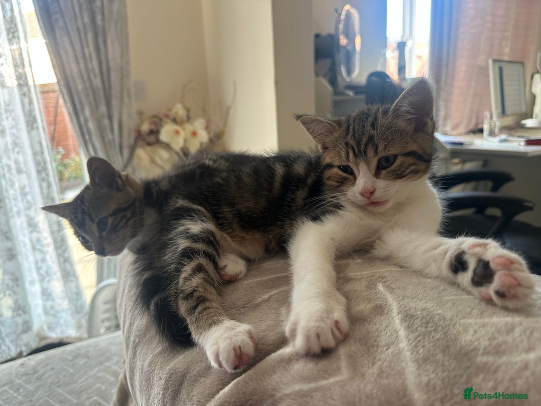 Mixed Breed cats for sale: Cute baby kittens looking for a new home - Image 5