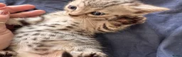 Bengal cats for sale: Smoke Boy Available for his forever home  - Advert 33