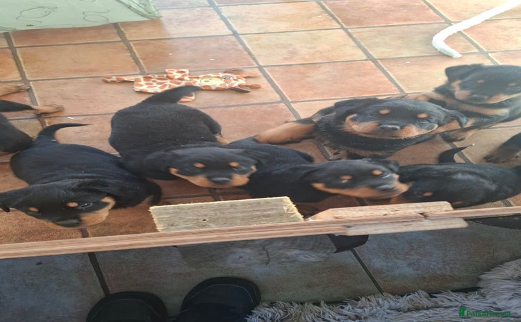 Rottweiler dogs - Advert 3