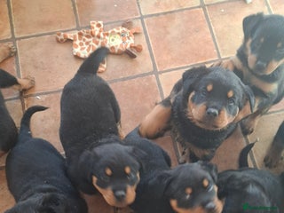 Rottweiler dogs - Advert 5