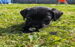 Labrador Retriever dogs for sale: Black/red Labrador pups - Image 10