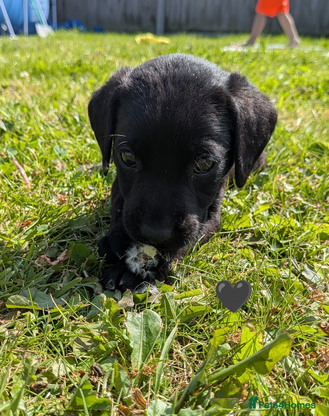 Labrador Retriever dogs for sale: Black/red Labrador pups - Image 10