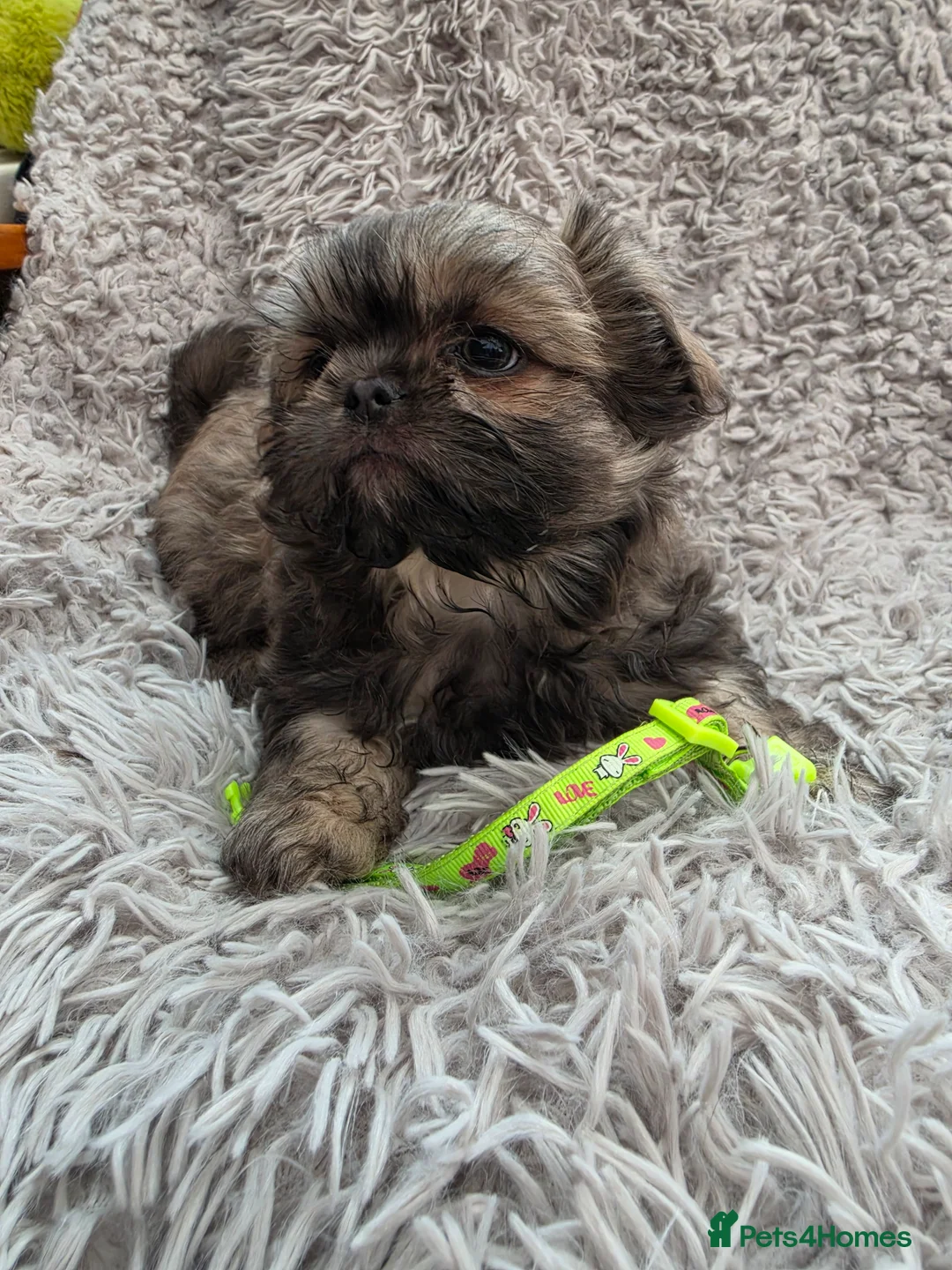 Shih Tzu dogs for sale: Stunning Shih Tzu puppies  in Broseley - Advert 2