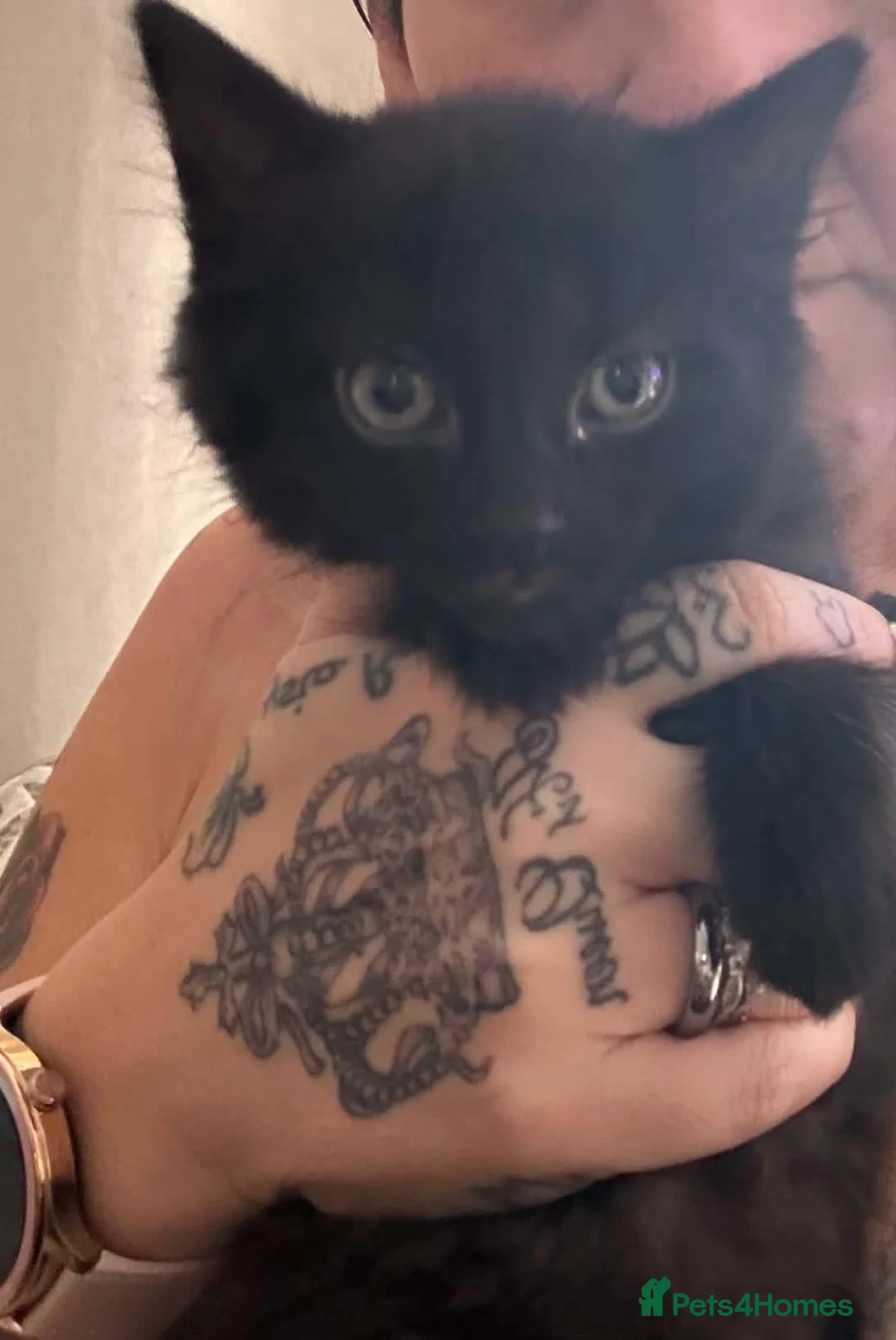 Domestic Shorthair cats for sale: Domestic tabby kittens  in Mexborough - Advert 2