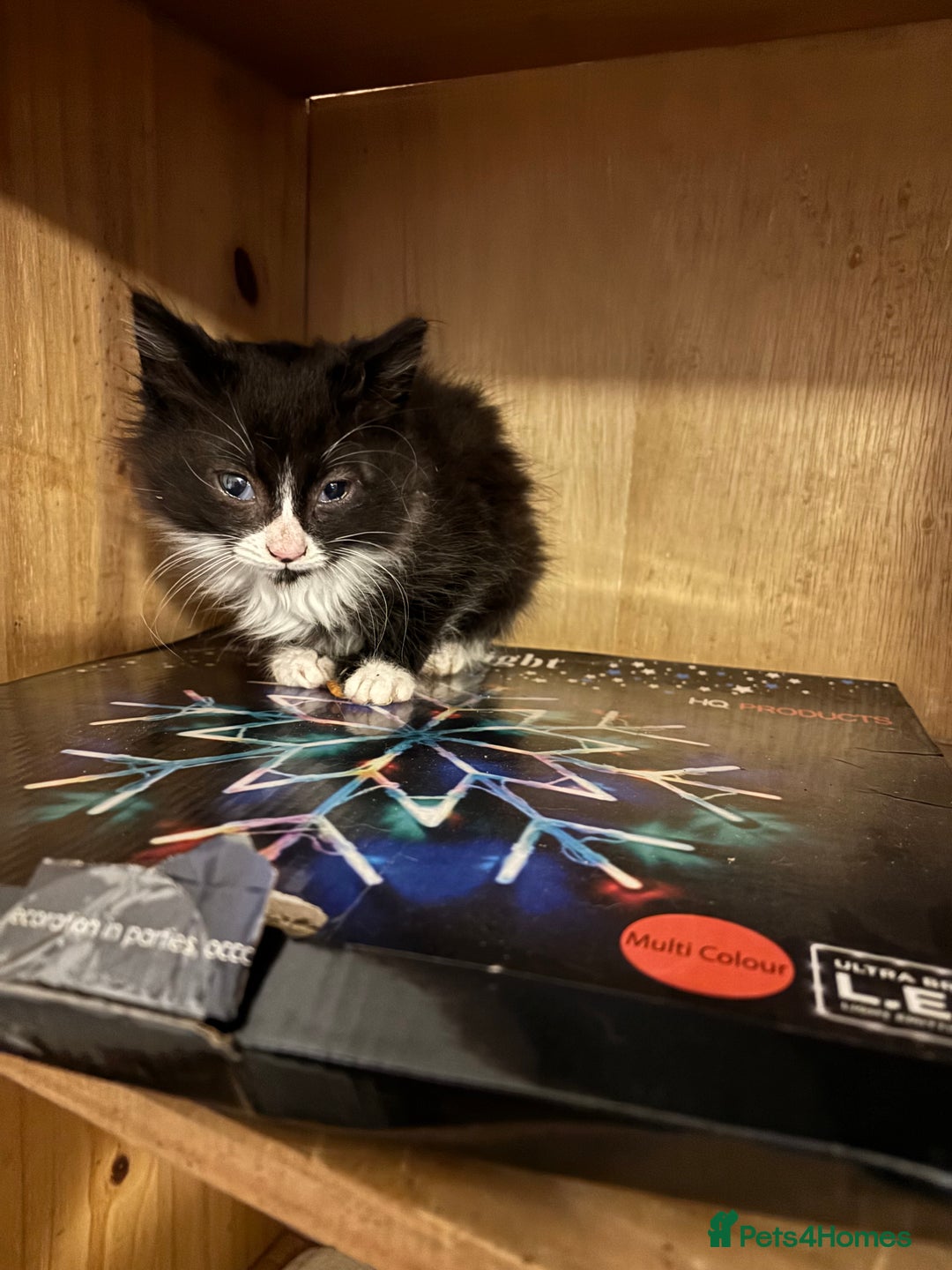 Mixed Breed cats for sale: Five semi long haired kittens available now - Advert 16