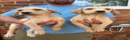 Labrador Retriever dogs for sale: KC Working line- From health tested parents  - Advert 11