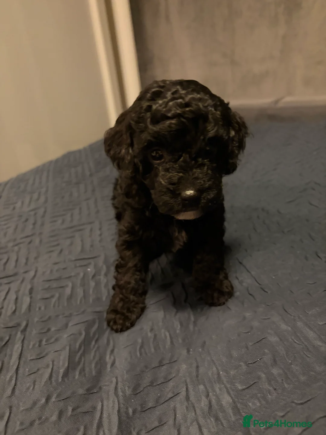 Bordoodle dogs for sale: Stunning litter of colliepoo/bordoodle puppies  - Advert 37