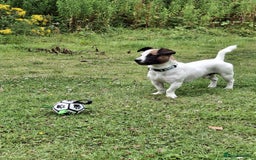 Mixed Breed dogs for sale: Bruno - Needs a New, Loving Home - Image 23