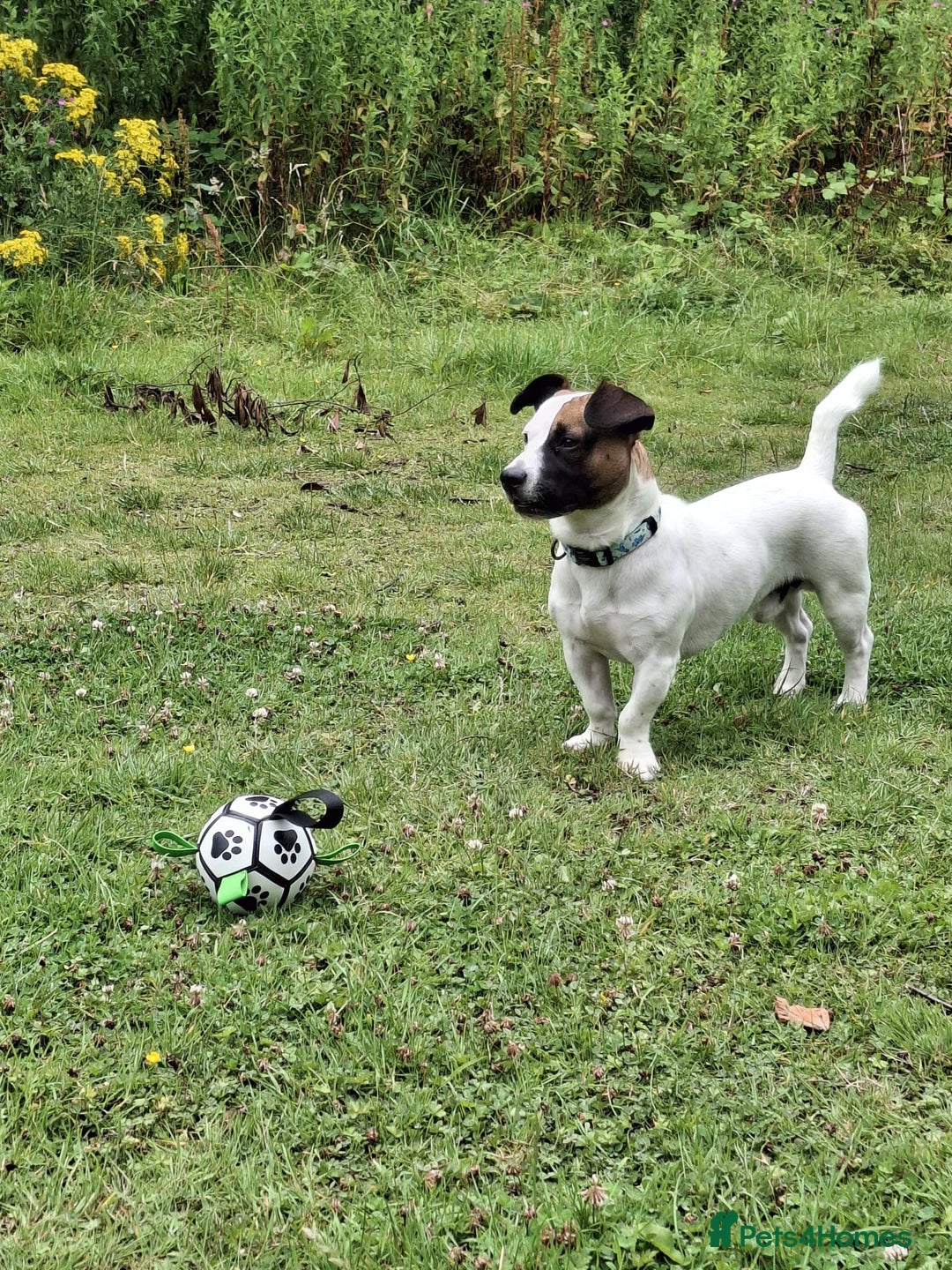 Mixed Breed dogs for sale: Bruno - Needs a New, Loving Home - Image 23