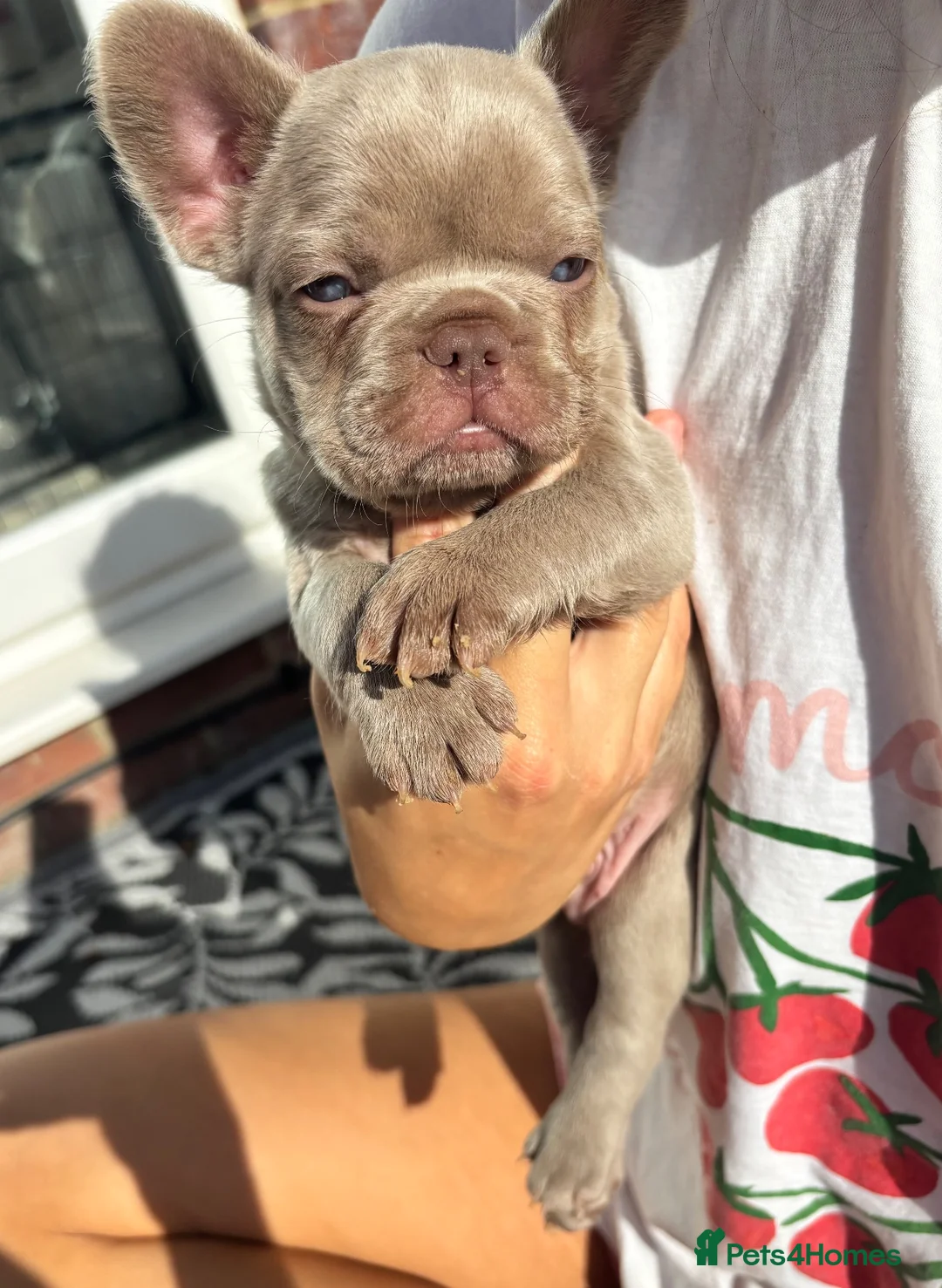 French Bulldog dogs for sale: Stunning French Bulldog Puppies – Family Raised in Durham - Advert 1
