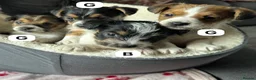 Jack Russell dogs for sale: Jack Russell pups £675 in Denbigh - Advert 3