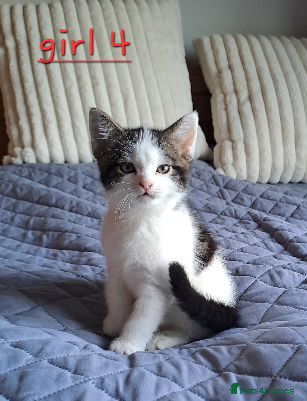 Domestic Shorthair cats for sale: 3 gorgeous kittens for sale - Advert 20