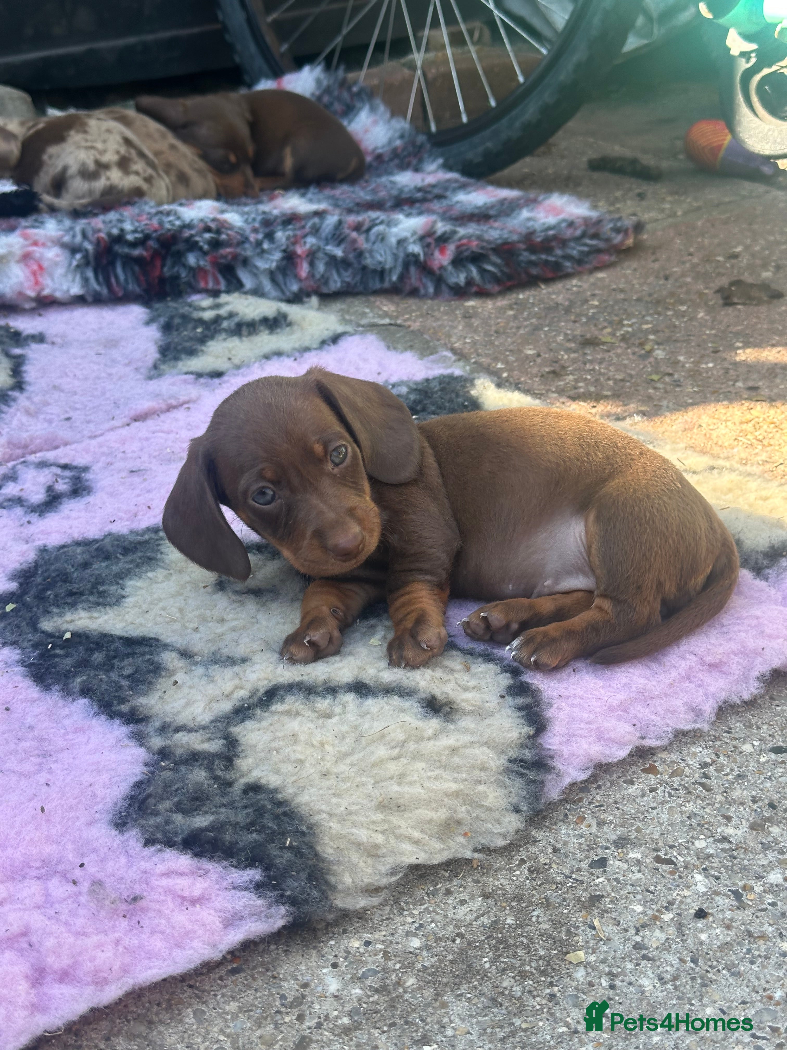 Miniature Dachshund dogs 4 miniature dachshund puppies  - Advert 2