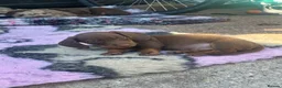 Miniature Dachshund dogs for sale: 4 miniature dachshund puppies  - Advert 2