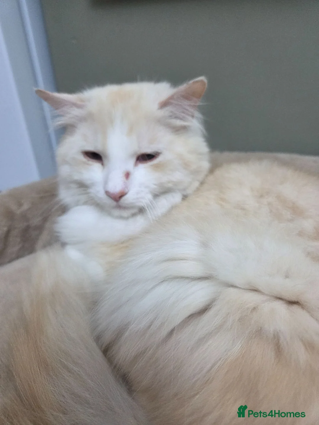 Persian cats for sale: Persian cat rehoming  - Advert 1