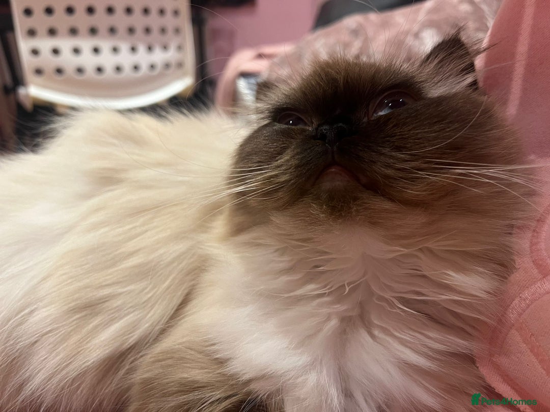 Persian cats for sale: Persian ragdoll - Advert 3