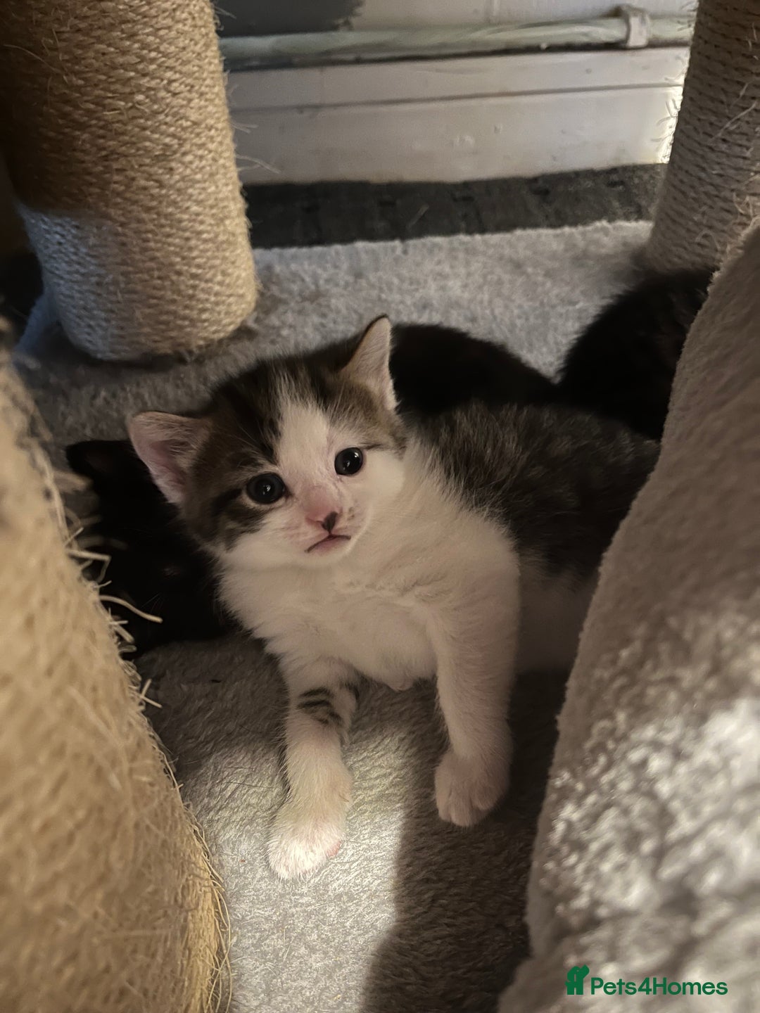 British Shorthair cats for sale: Beautiful unique coated kittens - Image 3