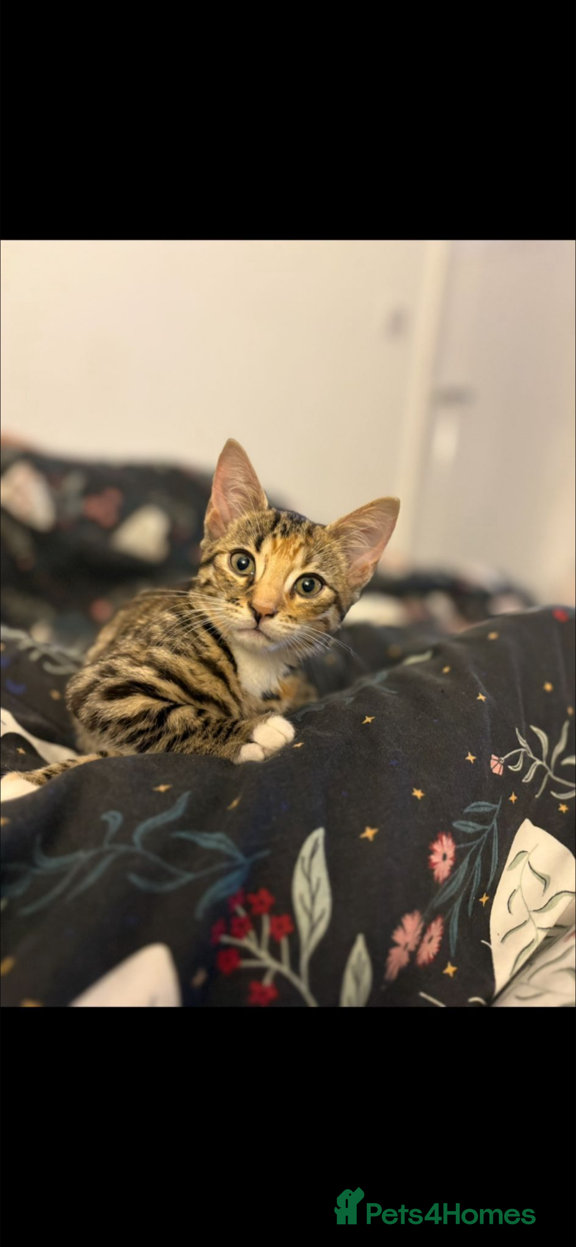 Bengal cats Meet Janet! Free to a good home - Advert 4