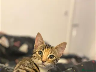 Bengal cats Meet Janet! Free to a good home - Advert 1