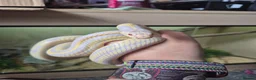 King Snake reptiles for sale: Albino california king snake - Advert 1