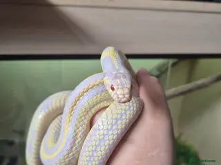 King Snake reptiles Albino california king snake - Advert 1