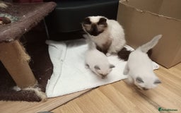Perdoll cats for sale: RAGDAL KITTENSS  - Image 7