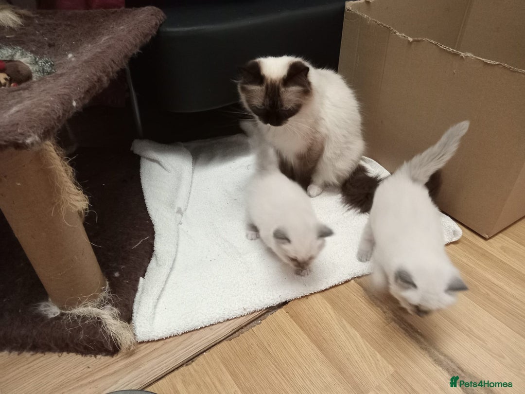 Perdoll cats for sale: RAGDAL KITTENSS  - Image 7