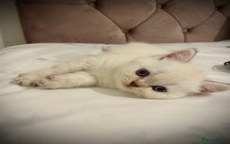 Scottish Fold cats for sale: Selling Adorable Scottish Fold & Straight Kittens - Image 13