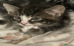 Mixed Breed cats for sale: Stunning fluffy and short haired ready now  - Image 18