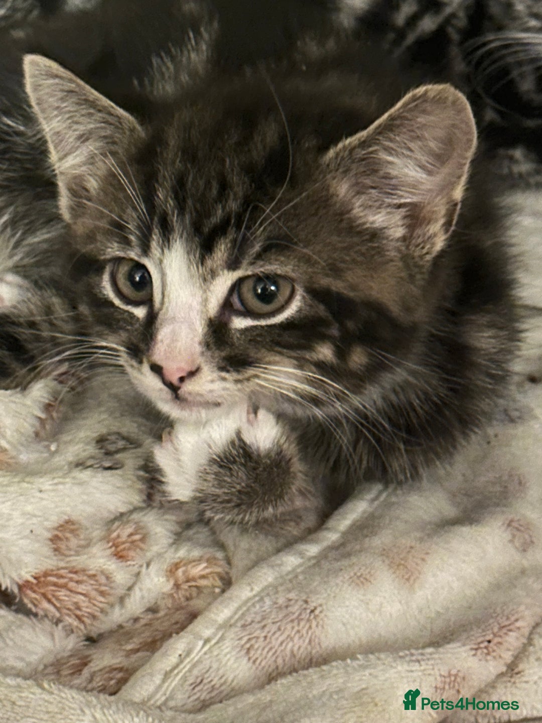 Mixed Breed cats for sale: Stunning fluffy and short haired ready now  - Image 18