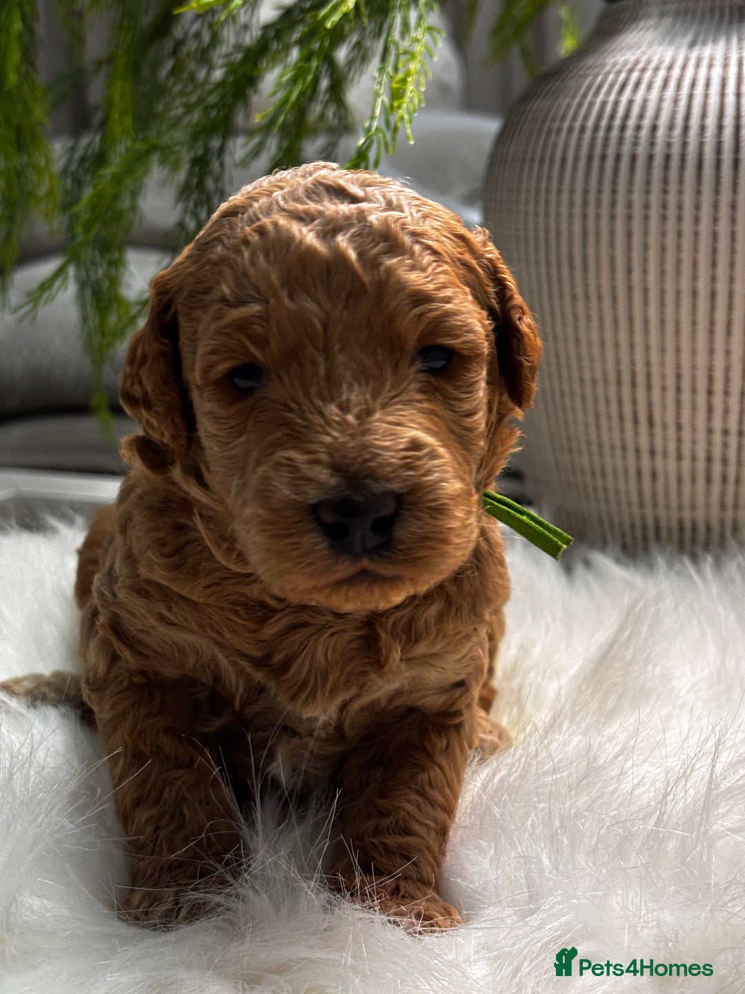 Labradoodle dogs for sale: Premium Multigen Labradoodle Puppies  - Advert 4