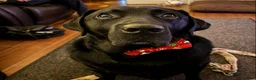 Labrador Retriever dogs for adoption: Ludo needs a loving home  - Advert 5