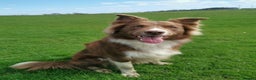 Border Collie dogs for stud: STUD DOGS PROVEN Red / Chocolate & Black and White in Bingley - Advert 15