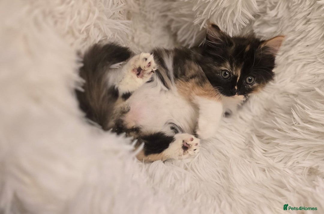 Maine Coon cats for sale: Lovely Maine coon babies  - Image 8