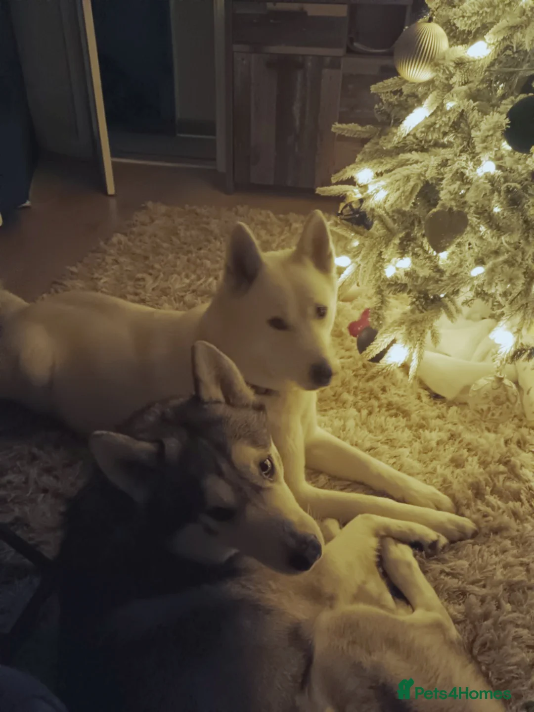 Huskita dogs for sale: 4 beautiful Husky / huskita puppies  - Advert 7