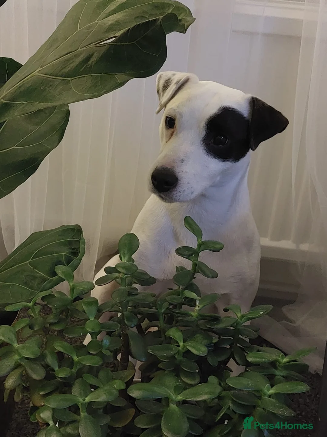 Jack Russell dogs for stud: Reksio    - Advert 12