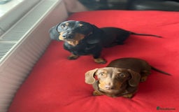 Dachshund dogs for sale: Smooth hair black and tan dachshund  - Image 10
