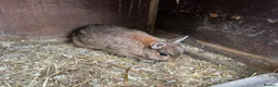Netherland Dwarf rabbits for sale: 4 Netherland Dwarfs & 2 Double Cages  - Advert 5