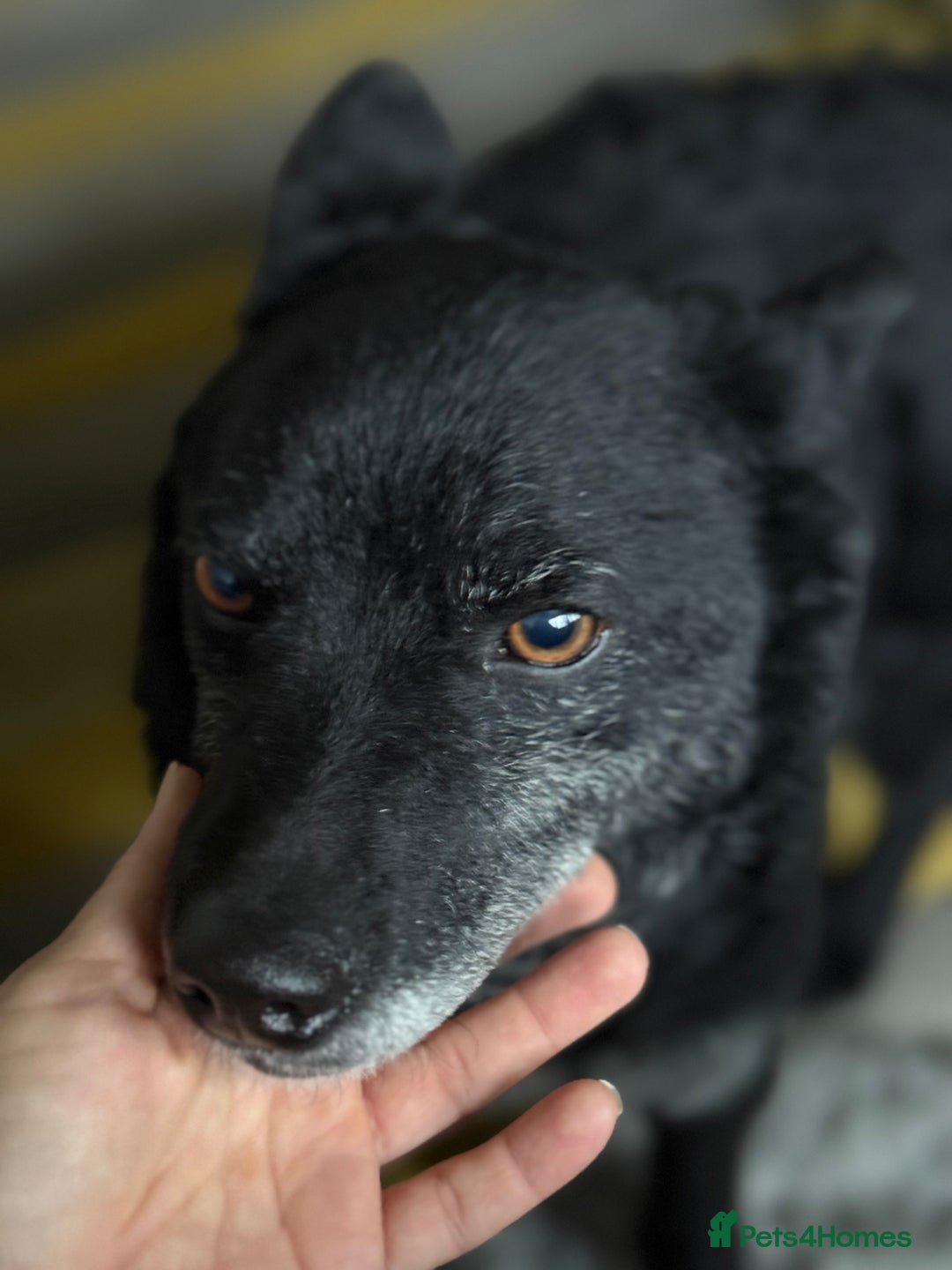 Mixed Breed dogs for adoption: Sweet Romeo Looking for LOVE - Advert 6